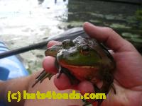 /home//u458753944/public_html/sourcegallery//Frogs/More bullfrogs/DSCN8204.JPG